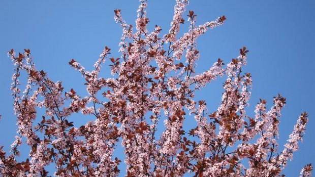 ep arbol florido primavera flores buen tiempo