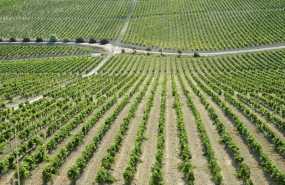 ep archivo   imagen de archivo de una vina del marco de jerez