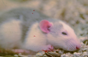 ep archivo - raton ratones rata ratas hamster rata de laboratorio roedor roedores