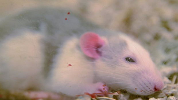 ep archivo - raton ratones rata ratas hamster rata de laboratorio roedor roedores