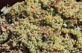 ep archivo uvas recogidas de una cosecha durante la temporada de vendimia de 2021 ep archivo uvas recogidas de una cosecha durante la temporada de vendimia de 2021