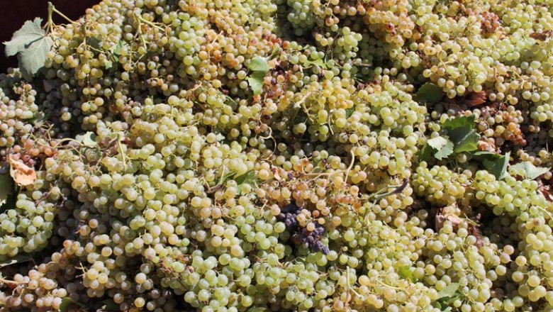 ep archivo   uvas recogidas de una cosecha durante la temporada de vendimia de 2021