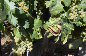ep archivo   vendimia y uvas