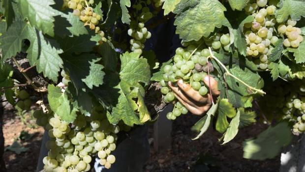 ep archivo   vendimia y uvas