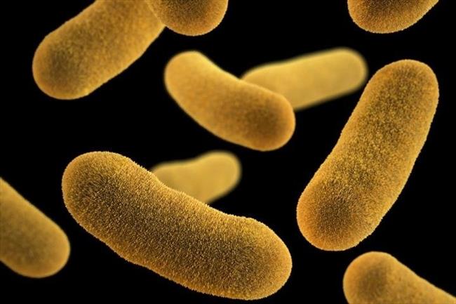 ep bacterias