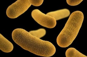 ep bacterias