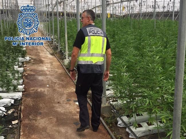 Desmantelan una de las mayores plantanciones de marihuana en Andalucía | EUROPA PRESS/POLICÍA NACIONAL ep desmantelandemayores plantancionesmarihuanaandalucia