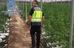 ep desmantelandemayores plantancionesmarihuanaandalucia