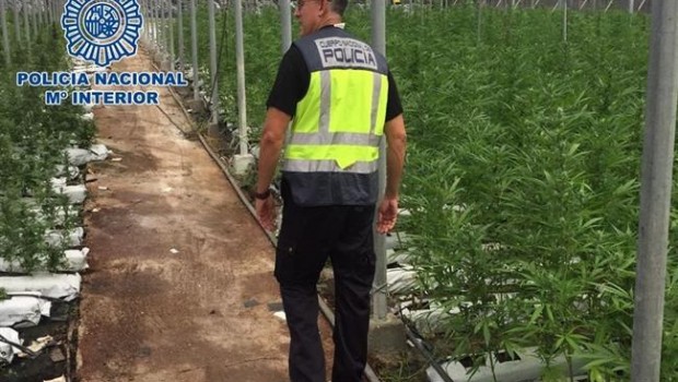 ep desmantelandemayores plantancionesmarihuanaandalucia