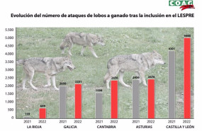 ep grafico comparativo de los ataques de lobos en un ano