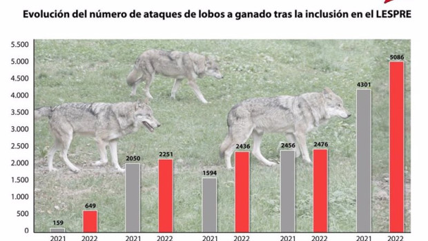 ep grafico comparativo de los ataques de lobos en un ano