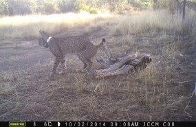 ep lince 20171017135502