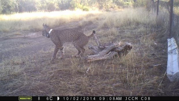 ep lince 20171017135502
