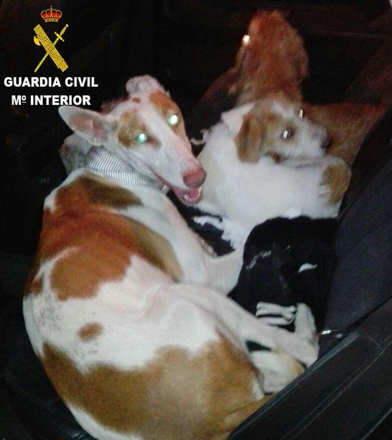 Perros sustraídos en Aielo | GC ep perros sustraidosaielo