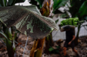 ep una platanera llena de ceniza mientras los agricultores recogen las pinas de platanos antes de