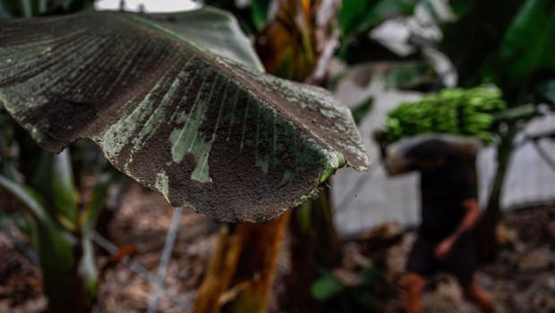 ep una platanera llena de ceniza mientras los agricultores recogen las pinas de platanos antes de