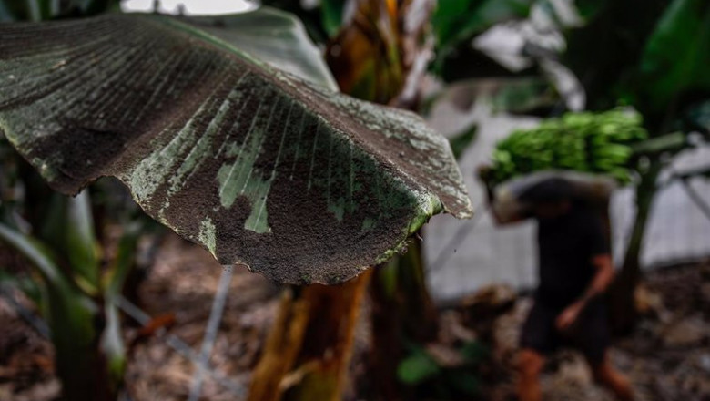 Una platanera llena de ceniza, mientras los agricultores recogen las piñas de plátanos, antes de que la lava del volcán de Cumbre Vieja llegue a las plantaciones | Kike Rincón - Europa Press ep una platanera llena de ceniza mientras los agricultores recogen las pinas de platanos antes de