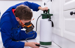 1596198252 control de plagas desintorre 1596198252 control de plagas desintorre