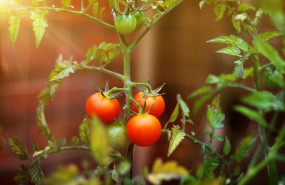 1637227995 tomatoweb