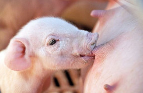 1651051726 lecho nmamando 1651051726 lecho nmamando