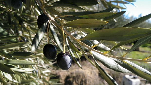 ep aceituna olivos aceite