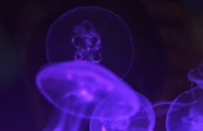 ep animal animales acuaticos medusa medusas