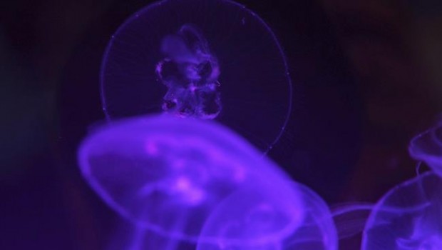 ep animal animales acuaticos medusa medusas