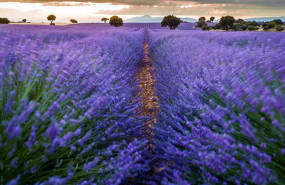 ep archivo   campos de lavanda en brihuega