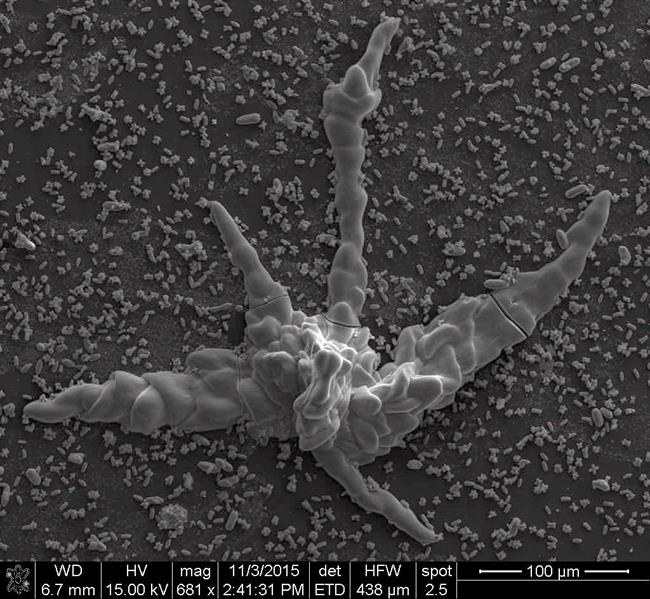 Ejemplo biomorfo de carbonato de silicio | GARCÍA-RUIZ ET AL. SCI. ADV. 2017;3:E1602285 ep ejemplo biomorfocarbonatosilicio