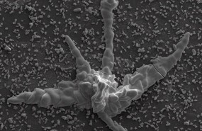ep ejemplo biomorfocarbonatosilicio