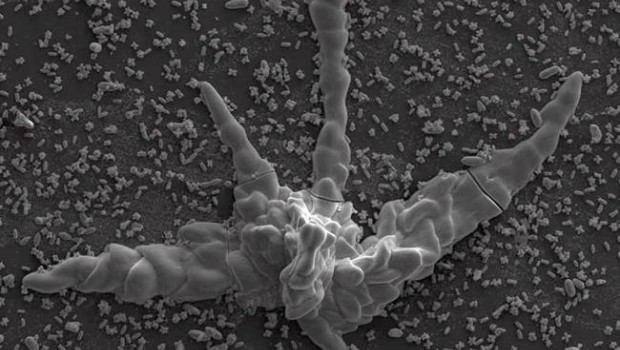ep ejemplo biomorfocarbonatosilicio