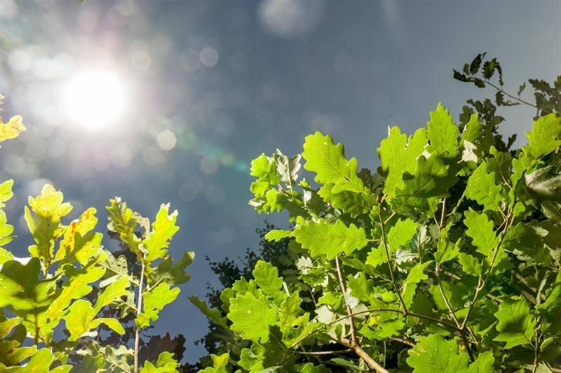 ep hojas de arboles