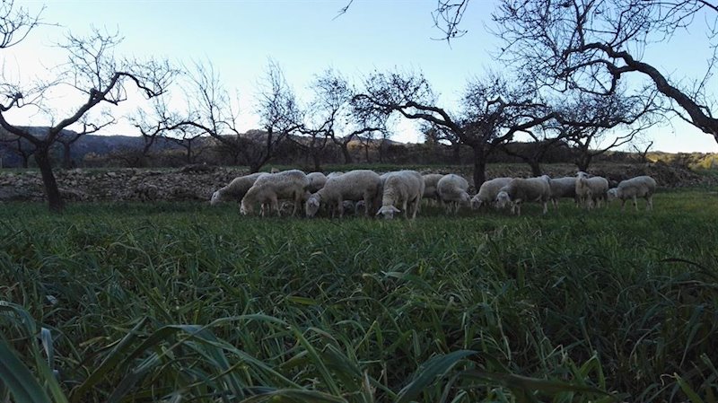 ep rebano de ovejas en un campo