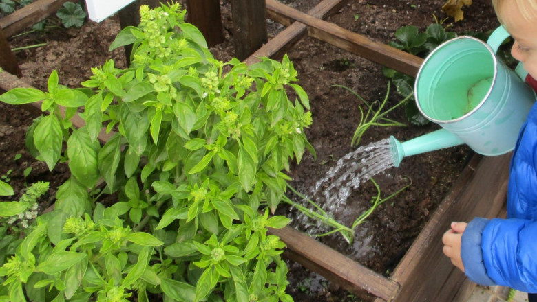 1647939996 cavall de cartr escola verda 1 20220322123229 