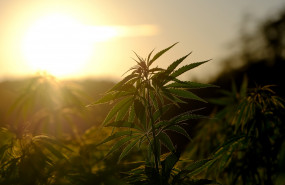 cannabis dl hemp medical cannabis dl hemp medical