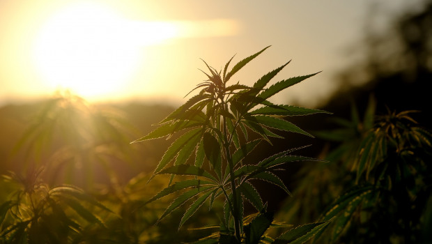cannabis dl hemp medical