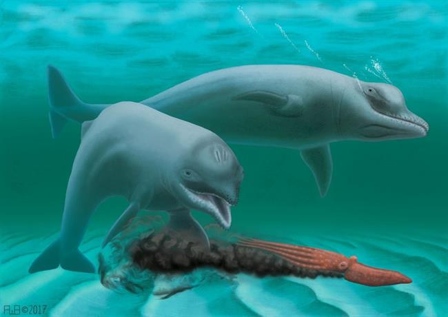A rendering of the toothless dwarf dolphin, according to the researcher's findin | ROBERT BOESSENECKER ep a rendering of the toothless dwarf dolphin according to the researchers findin