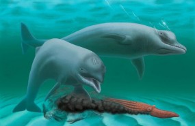 ep a rendering of the toothless dwarf dolphin according to the researchers findin