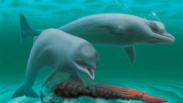 ep a rendering of the toothless dwarf dolphin according to the researchers findin