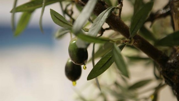 ep aceiteoliva olivas aceitunas