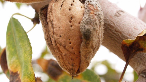 ep almendra