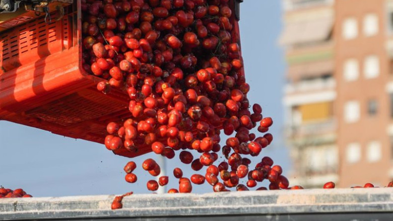 Archivo - Cientos de tomates son cargados en camiones | Jorge Gil - Europa Press - Archivo ep archivo cientos de tomates son cargados en camiones
