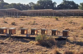 ep iberdrola instala 30 colmenas en dos parques fotovoltaicos de portugal y anuncia que desplegara ep iberdrola instala 30 colmenas en dos parques fotovoltaicos de portugal y anuncia que desplegara