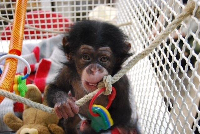 ep juma una criachimpance del zoobarcelona adaptadagrupo