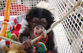 ep juma una criachimpance del zoobarcelona adaptadagrupo