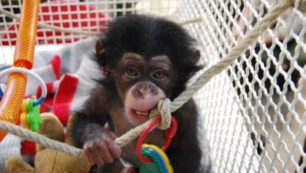 ep juma una criachimpance del zoobarcelona adaptadagrupo