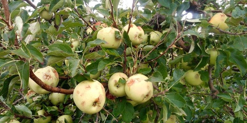 Manzanas dañadas por el pedrisco en un cultivo | AGROSEGURO - Archivo ep manzanas danadas por el pedrisco en un cultivo