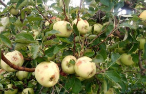 ep manzanas danadas por el pedrisco en un cultivo ep manzanas danadas por el pedrisco en un cultivo