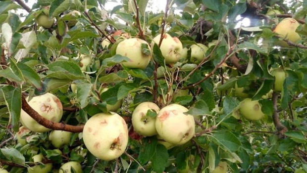 ep manzanas danadas por el pedrisco en un cultivo
