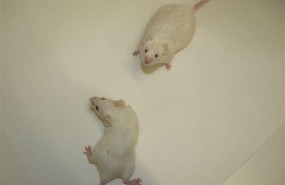 ep ratoneslaboratorio